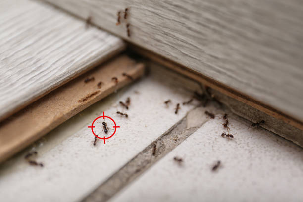 Best Pest Control Near Me in Terry, MS