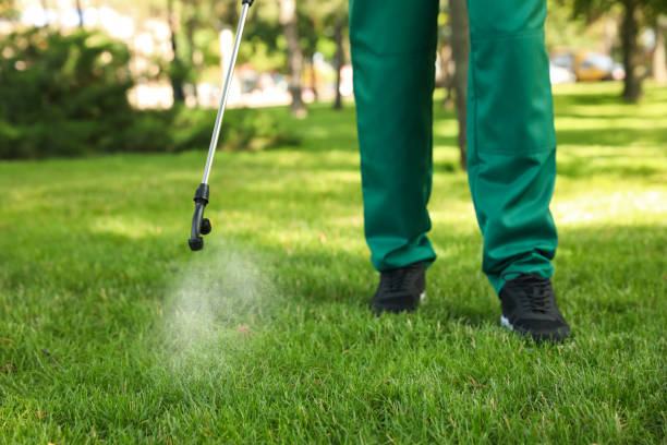 Best Ant Control Services  in Terry, MS