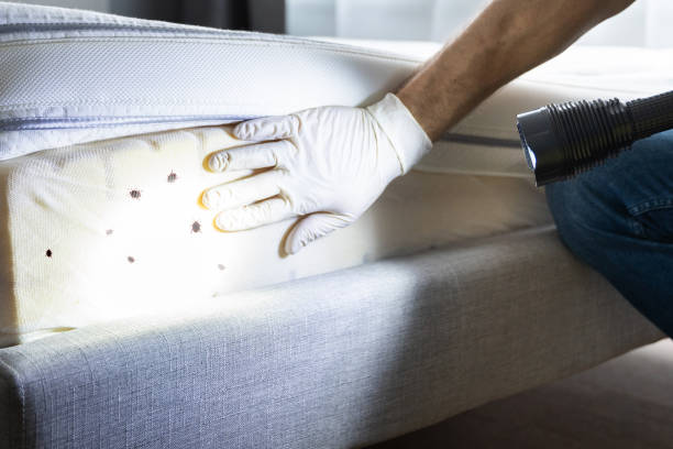 Best Pest Control Near Me  in Terry, MS
