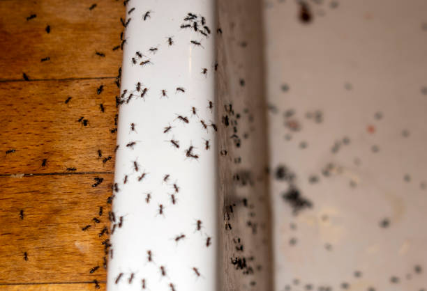 Best Pest Control Treatment  in Terry, MS
