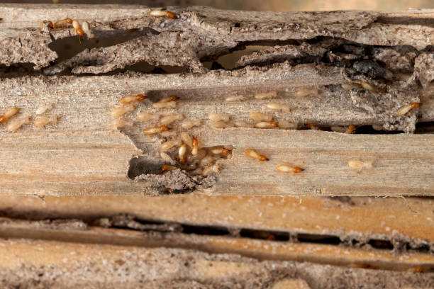 Best Affordable Pest Control Services  in Terry, MS